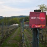 dornfelder